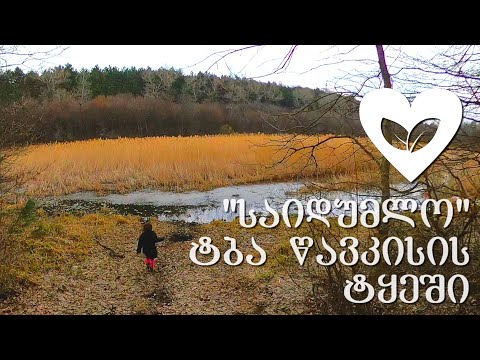 წავკისის ტყე და \"ჩიტის ტბა\" - მარტივი ლაშქრობა  ბავშვებთან ერთად