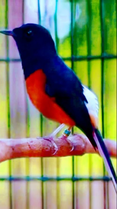 Terapy FIGHTER Untuk Murai PAUD dan Muda hutan, Awalnya Santai setelah panas isian Keluar