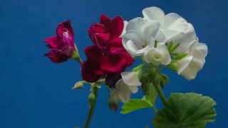 Ахайки Пита - Традиционният Гръцки Вкус.