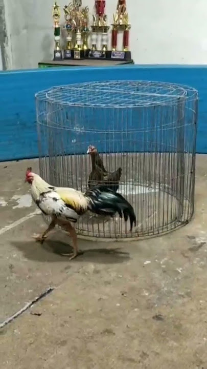 Perang Lari Betina Barracuda farm