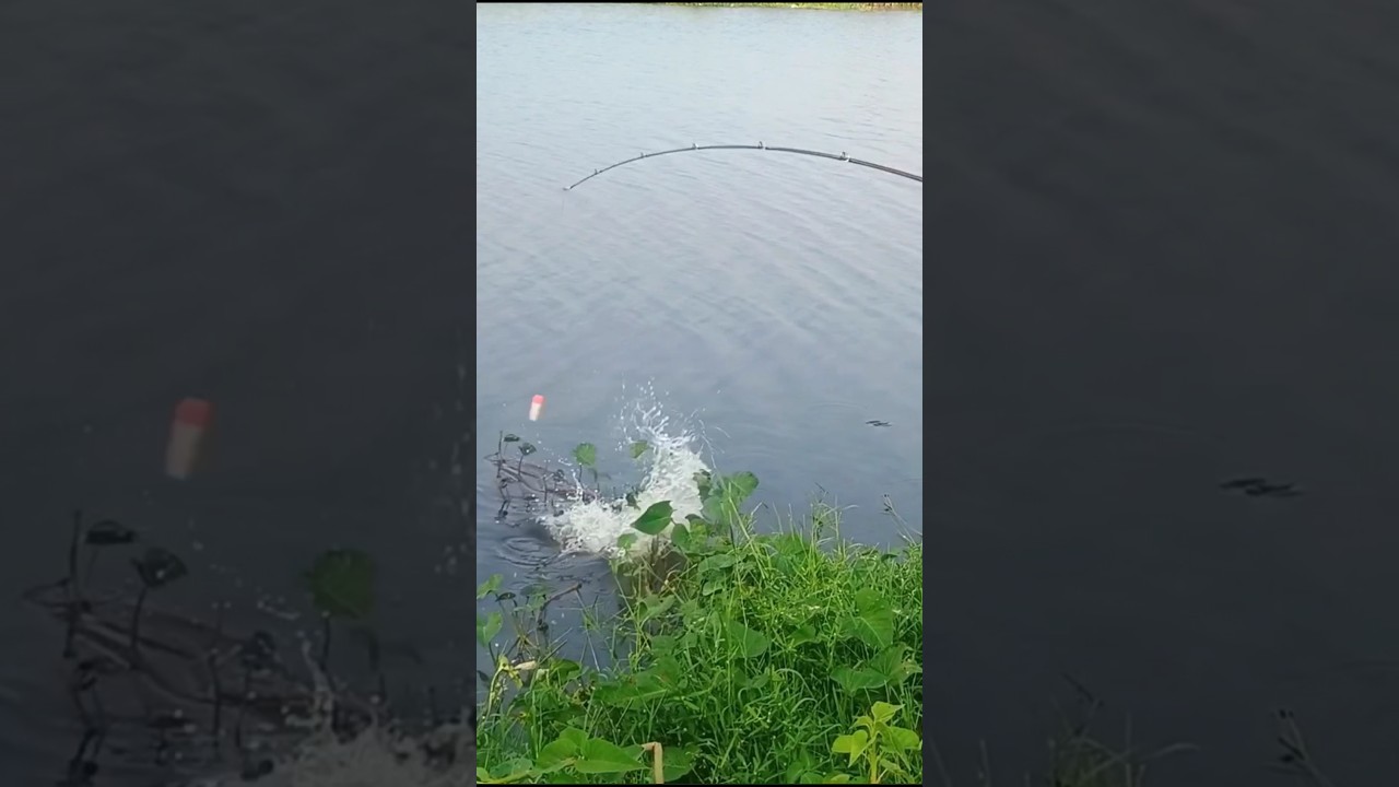 Village River Rohu Fish hook Catching 