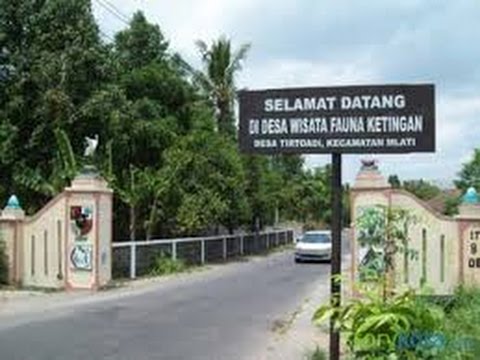 Desa Wisata Fauna Burung Bangau (Kuntul) Ketingan 