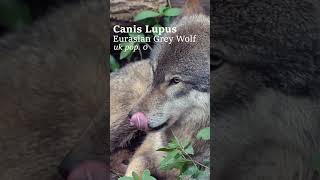 the last GREY WOLVES #shorts #documentary #wildlife #ecology #rewilding #biology #nature