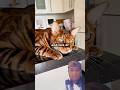 THE IMPOSSIBLE CATS #fyp #short #video