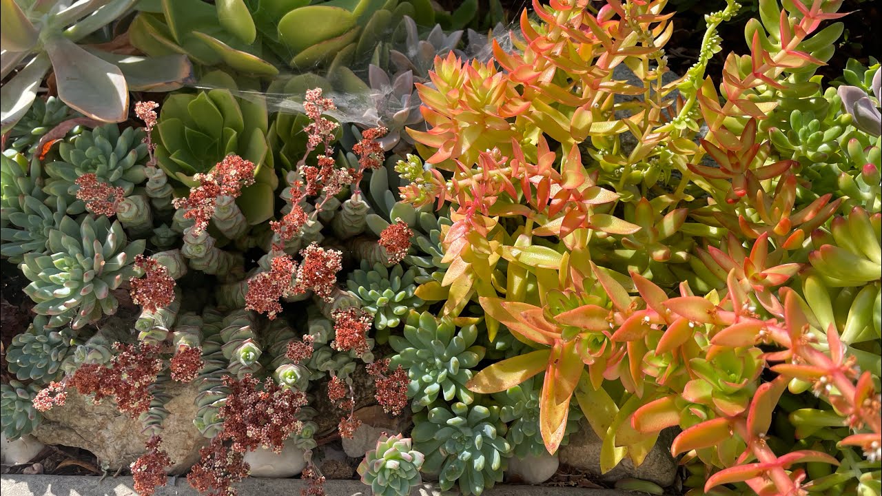 Sukulent vlog 62: Şerit bahcede düzeltmeler