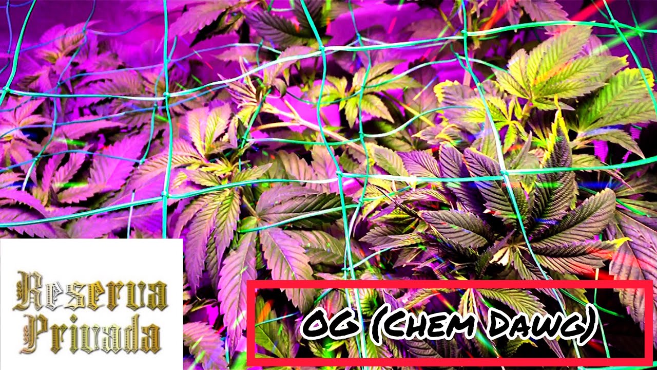 S2:E7 OG Kush Grow (Flip To Flower)