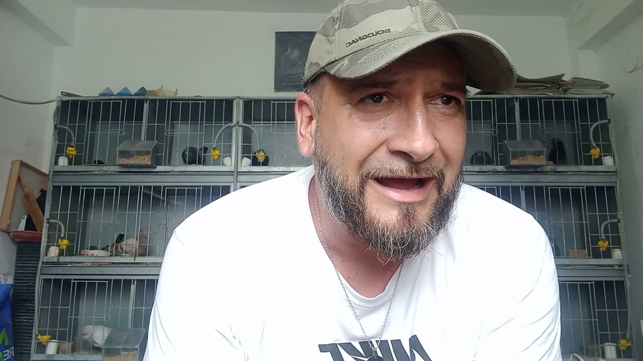 engaños en el palomo gorguero