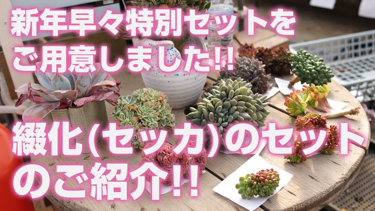 Succulents] We have a special set for the new year! Introducing