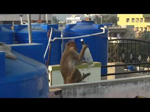 Mandu Mattulo Monkey Telugu With Moto G5 Plus