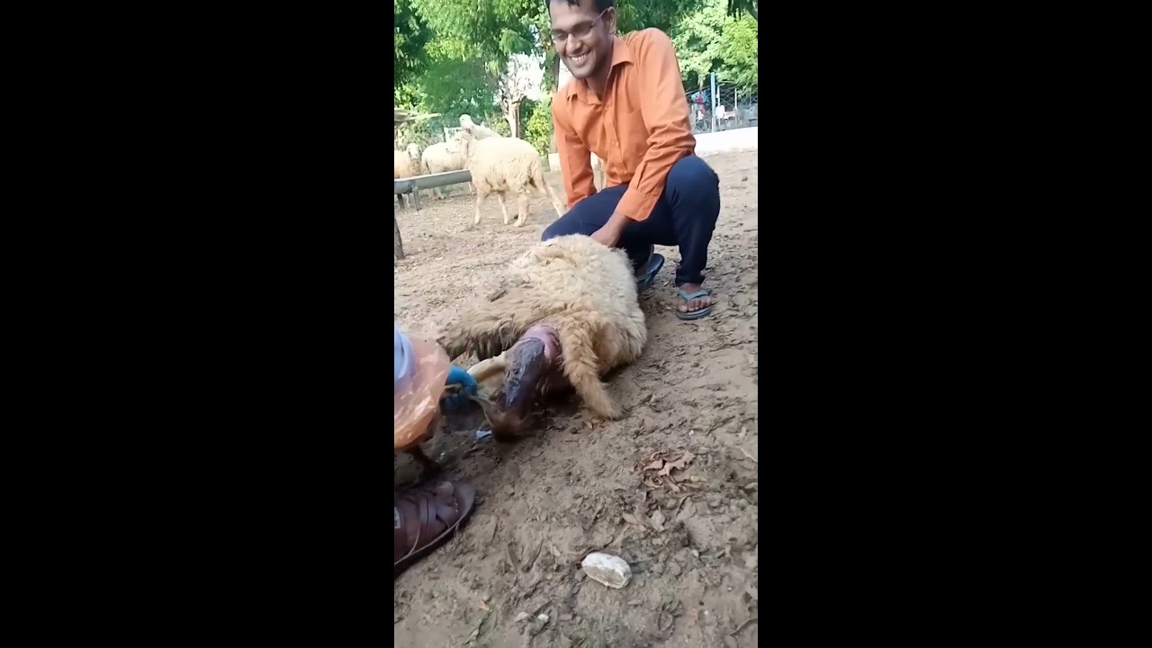 #sheepfarming #sheep lambing बच्चा को जन्म देती हुई #भेडपालन #भेड़ #shearing #sheep_farm#cswri