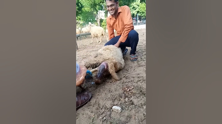 #sheepfarming  #sheep lambing बच्चा को जन्म देती हुई #भेडपालन #भेड़ #shearing #sheep_farm#cswri
