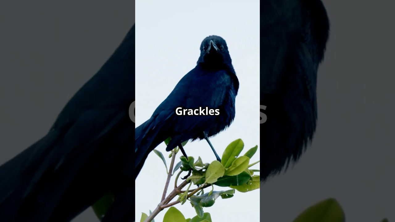 How Grackles Raise Their Young: Nature’s Surprisingly Smart Parents 