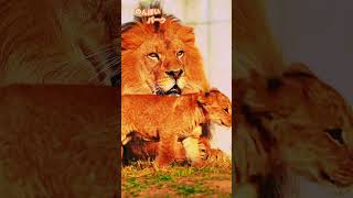 big lion and small lion #africananimals#viralanimals#trendingshorts