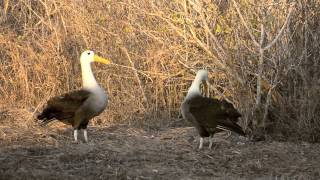 Galapagos Albatross Mating Dance
