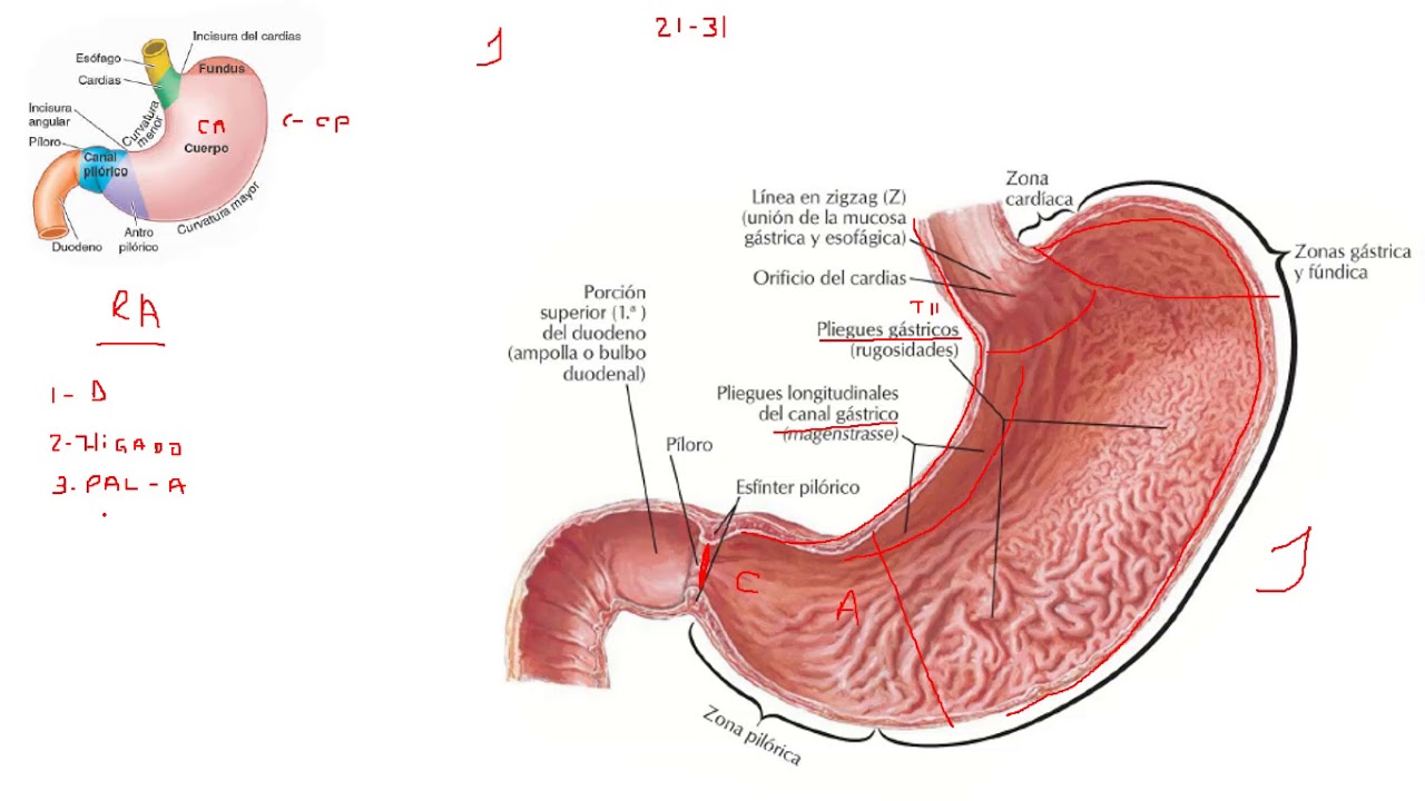 Anatomia del estomago YouTube