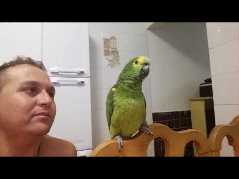 Vídeo: Como Ensinar Papagaios A Falar