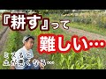 【土の話】耕すタイミングの難しさについてトウモロコシの生育状況比較から解説《自然栽培/無農薬/無施肥》