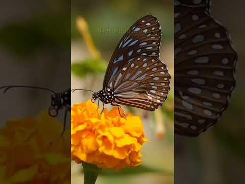 Video: Nymphalidae liblikad: üldised omadused, kirjeldus, levila, toidu tüüp