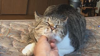 シバター家の猫の特技