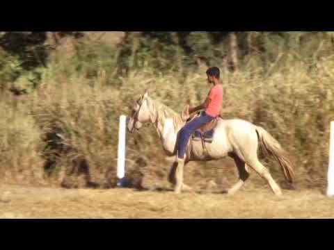 LOTE 86 CAVALO BAIO