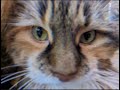 Epic Cat Montage