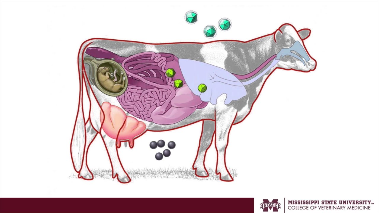 Getting the most bang for your vaccination dollar