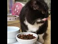 おやつ皿猫柄