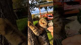 Vesselâm.ğadayaşam Ür