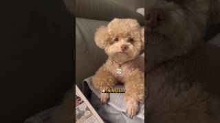 뭐든 함께하는 복떠니와 계모🐶👩🏻