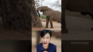 Tránh ngay con voi bị thế này! | KTSnew