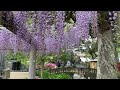 妙福寺の藤