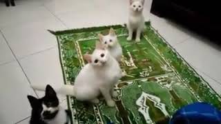 Kucing Berdzikir