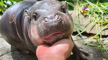 Meet Moo-Deng: The Baby Pygmy Hippo Taking Over the Internet!