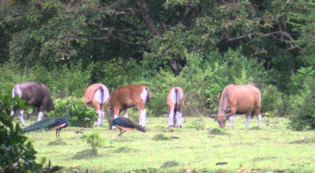  Ujung  Kulon  adventure in west Java Indonesia YouTube