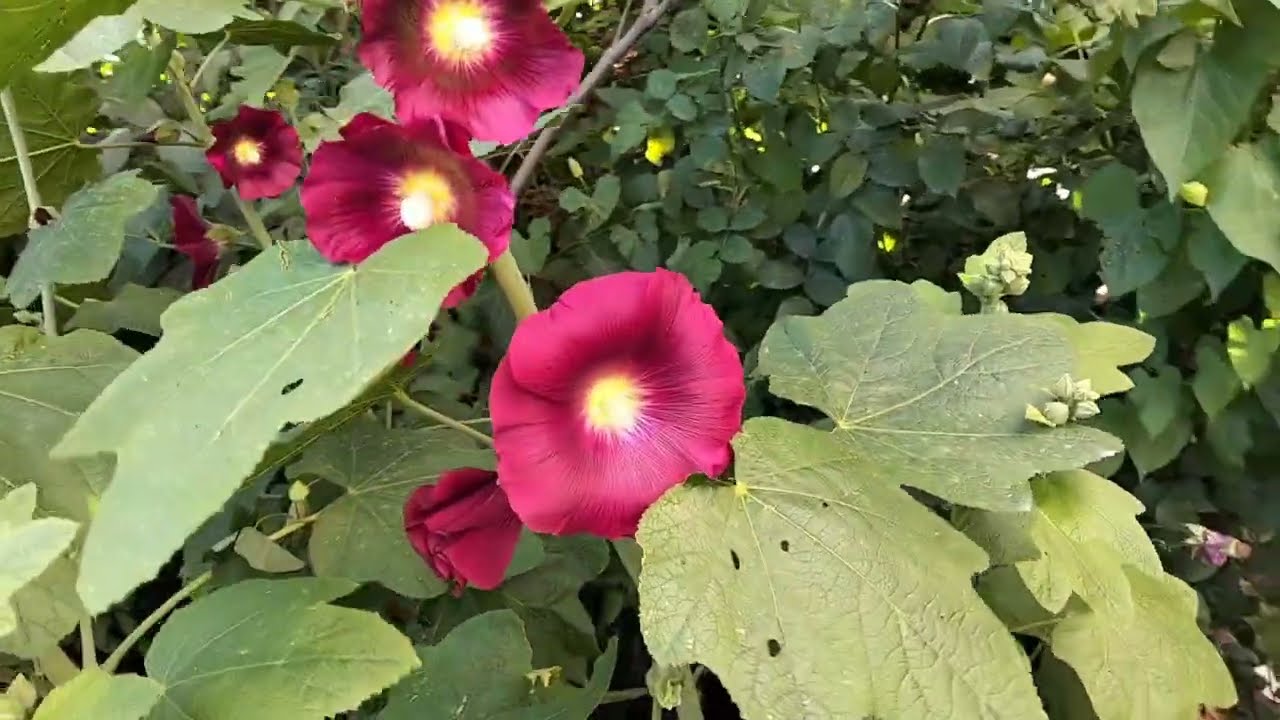 Avize çiçeği, Katalpa ve Sarı Ezan Çiçeği