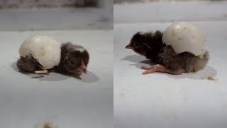 Chick Never Hatched, So I helped