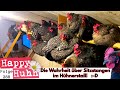 Die Wahrheit über Sitzstangen im Hühnerstall! Größe und Durchmesser für alle Hühner? HAPPY HUHN E288