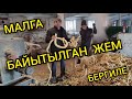 Малга БАЙЫТЫЛГАН ЖЕМ берсе жакшы СЕМИРЕТ  |  Жаңы ЖЕМ менен БАККЫЛА