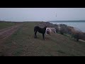 Two horses 🐎 together on a hillside / Две лошадки 🐴 вместе на склоне холма #horses #horse
