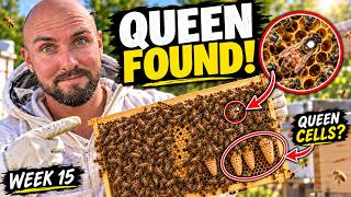 I Found My Queen — But What About the Queen Cells?