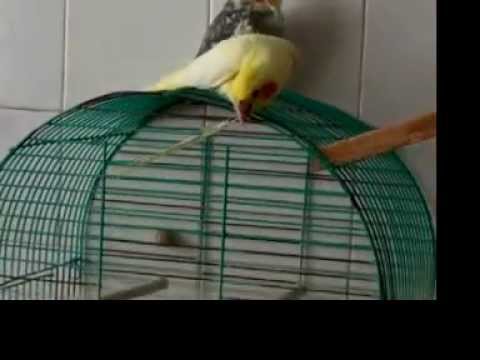 My White Cockatiel Blondy plays with quill