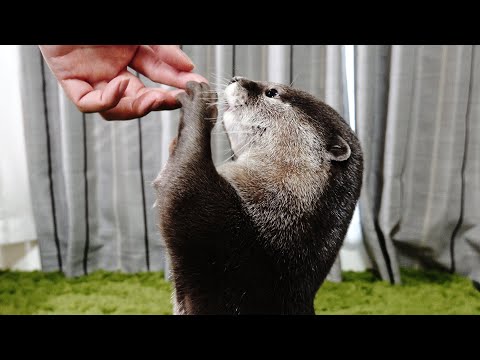 The otter who hates sashimi finally loves sashimi [Otter life Day 241]【カワウソアティとにゃん先輩】