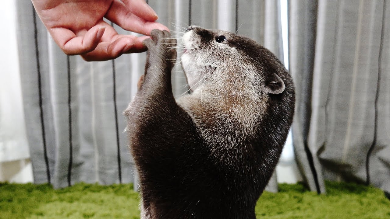 カワウソアティ