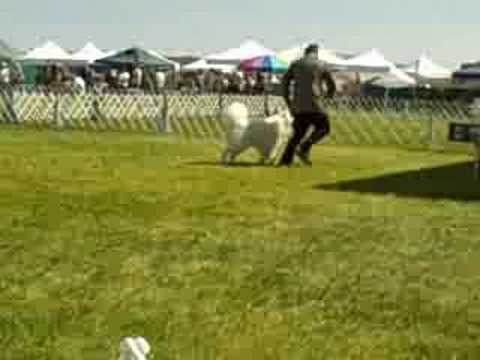 Hardy the Samoyed Puppy Wins in Prescott