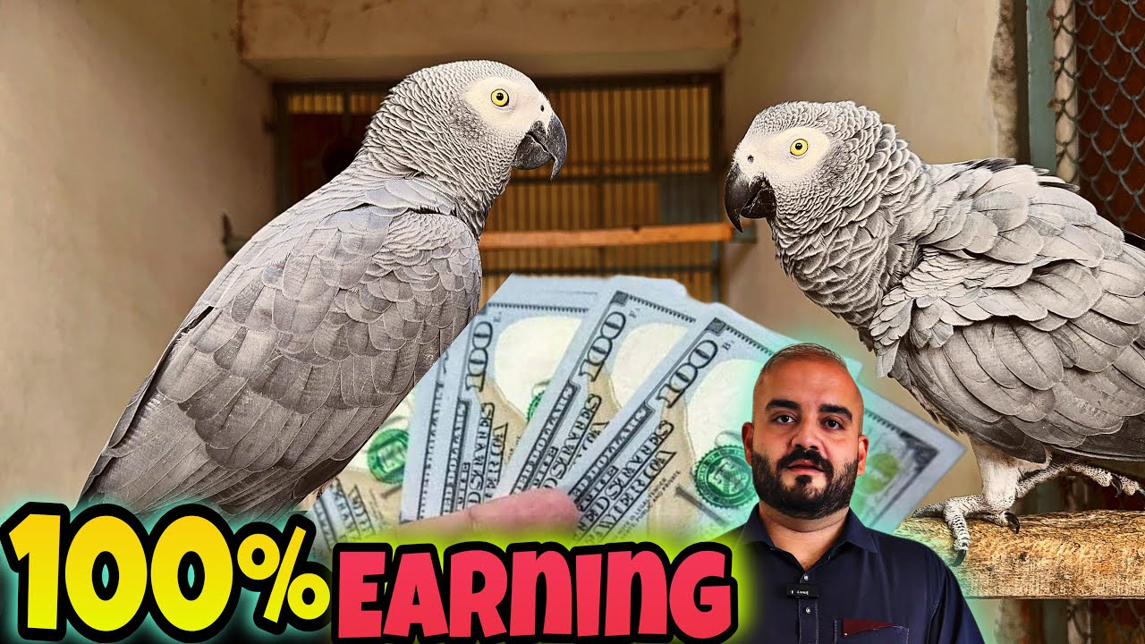 All Pets Business | African Grey Se Lekar Har Pet Se Earning Ka Complete Formula 💰