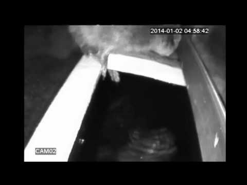 野生アライグマ水槽の魚を狙う Youtube 野生アライグマ水槽の魚を狙う Youtube