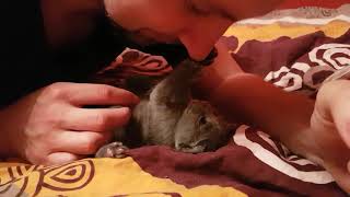 Cute kitty by KoratsFromPoland 64 views 5 years ago 1 minute, 26 seconds
