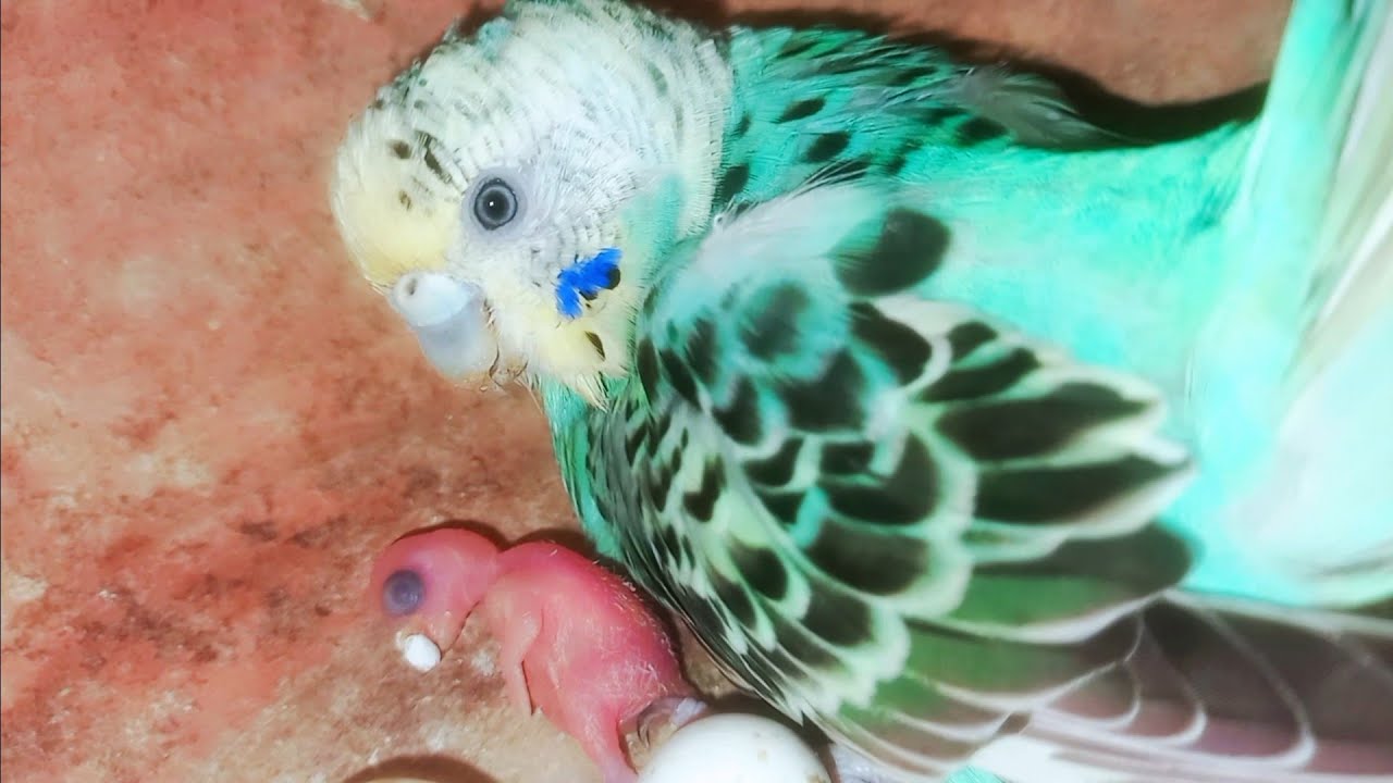 cute smallest baby budgies parrots growing up viral YouTube