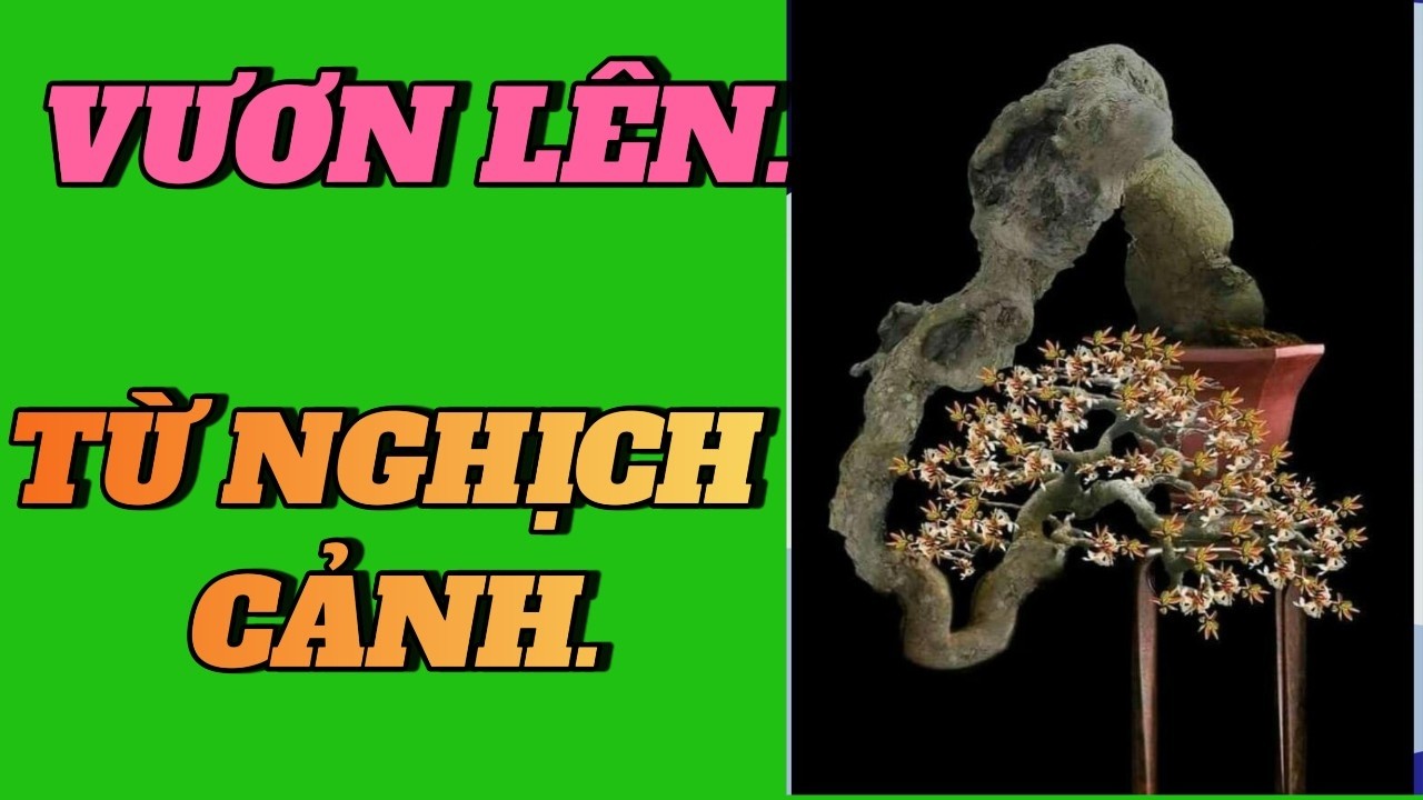 Dáng Bonsai Treo Ngược – Ngẩng Đầu | Biểu Tượng Của Sức Sống Và Ý Chí Vươn Lên Giữa Nghịch Cảnh