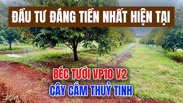 BÉC TƯỚI VP10V2 kết hợp CÂY CẮM THUỶ TINH 12mm lựa chọn tốt nhất vườn Sầu Riêng
